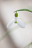 HILL CLOSE GARDENS, WARWICK: CLOSE UP PLANT PORTRAIT OF THE WHITE FLOWER OF SNOWDROP - GALANTHUS X ALLENII - FEBRUARY, WINTER, SPRING, PETALS, BULBS, YELLOW