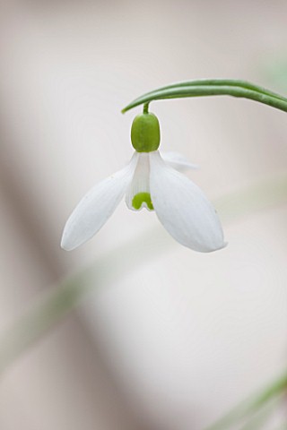 HILL_CLOSE_GARDENS_WARWICK_CLOSE_UP_PLANT_PORTRAIT_OF_THE_WHITE_FLOWER_OF_SNOWDROP__GALANTHUS_X_ALLE