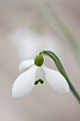 HILL CLOSE GARDENS, WARWICK: CLOSE UP PLANT PORTRAIT OF THE WHITE FLOWER OF SNOWDROP - GALANTHUS ANNE OF GEIERSTEIN - FEBRUARY, WINTER, SPRING, PETALS, BULBS
