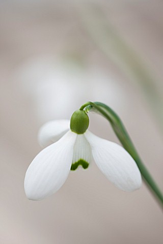 HILL_CLOSE_GARDENS_WARWICK_CLOSE_UP_PLANT_PORTRAIT_OF_THE_WHITE_FLOWER_OF_SNOWDROP__GALANTHUS_ANNE_O