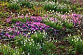 COLESBOURNE PARK, GLOUCESTERSHIRE: CYCLAMEN COUM AND SNOWDROPS IN FEBRUARY. WINTER, PLANT COMBINATION, SUNRISE, PURPLE, FLOWERING, BULBS, EARLY SPRING, LATE WINTER, PINK