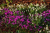 COLESBOURNE PARK, GLOUCESTERSHIRE: CYCLAMEN COUM AND SNOWDROPS IN FEBRUARY. WINTER, PLANT COMBINATION, SUNRISE, PURPLE, FLOWERING, BULBS, EARLY SPRING, LATE WINTER, PINK
