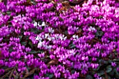 COLESBOURNE PARK, GLOUCESTERSHIRE: CYCLAMEN COUM IN FEBRUARY. WINTER, PURPLE, FLOWERING, BULBS, EARLY SPRING, LATE WINTER, PINK, WHITE