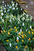 COLESBOURNE PARK, GLOUCESTERSHIRE: PLANT COMBINATION, ASSOCIATION OF GALANTHUS GREEN TEAR AND ERANTHIS HYEMALIS. FLOWERS, WHITE, YELLOW, FEBRUARY, DAFFODIL, MOSS, ACONITES