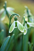 COLESBOURNE PARK, GLOUCESTERSHIRE: CLOSE UP PLANT PORTRAIT OF THE GREEN AND WHITE FLOWER OF GALANTHUS GREEN TEAR. SNOWDROP, BULB, LATE WINTER, EARLY SPRING, FEBRUARY