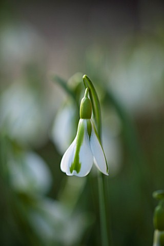 COLESBOURNE_PARK_GLOUCESTERSHIRE_CLOSE_UP_PLANT_PORTRAIT_OF_THE_GREEN_AND_WHITE_FLOWER_OF_GALANTHUS_