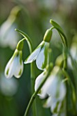 COLESBOURNE PARK, GLOUCESTERSHIRE: CLOSE UP PLANT PORTRAIT OF THE GREEN AND WHITE FLOWERS OF GALANTHUS SOUTH HAYES. SNOWDROP, BULB, LATE WINTER, EARLY SPRING, FEBRUARY
