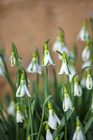 COLESBOURNE_PARK_GLOUCESTERSHIRE_CLOSE_UP_PLANT_PORTRAIT_OF_THE_GREEN_AND_WHITE_FLOWERS_OF_GALANTHUS