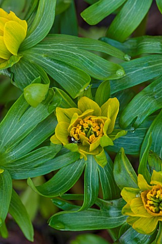 COLESBOURNE_PARK_GLOUCESTERSHIRE_CLOSE_UP_PLANT_PORTRAIT_OF_THE_GREEN_AND_YELLOW_FLOWERS_OF_AN_ACONI