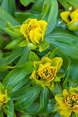 COLESBOURNE_PARK_GLOUCESTERSHIRE_CLOSE_UP_PLANT_PORTRAIT_OF_THE_GREEN_AND_YELLOW_FLOWERS_OF_AN_ACONI