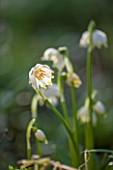 COLESBOURNE PARK, GLOUCESTERSHIRE: CLOSE UP PLANT PORTRAIT OF THE GREEN AND WHITE FLOWERS OF 12 PETALLED LEUCOJUM VERNUM. BULB, LATE WINTER, EARLY SPRING, FEBRUARY
