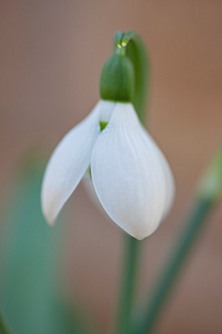 COLESBOURNE_PARK_GLOUCESTERSHIRE_CLOSE_UP_PLANT_PORTRAIT_OF_THE_WHITE_FLOWER_OF_A_SNOWDROP__GALANTHU