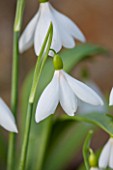 COLESBOURNE PARK, GLOUCESTERSHIRE: CLOSE UP PLANT PORTRAIT OF THE WHITE FLOWER OF A SNOWDROP - GALANTHUS PLICATUS SERAPH. BULB, WINTER, EARLY SPRING, FEBRUARY