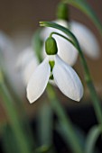 COLESBOURNE PARK, GLOUCESTERSHIRE: CLOSE UP PLANT PORTRAIT OF THE WHITE FLOWER OF A SNOWDROP - GALANTHUS ELWESII JOY COUSINS. BULB, WINTER, EARLY SPRING, FEBRUARY