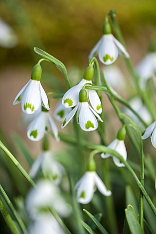 COLESBOURNE_PARK_GLOUCESTERSHIRE_CLOSE_UP_PLANT_PORTRAIT_OF_THE_WHITE_AND_GREEN_FLOWERS_OF_A_SNOWDRO
