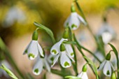 COLESBOURNE PARK, GLOUCESTERSHIRE: CLOSE UP PLANT PORTRAIT OF THE WHITE AND GREEN FLOWERS OF A SNOWDROP - GALANTHUS PLICATUS TOMOKO. BULB, WINTER, EARLY SPRING, FEBRUARY