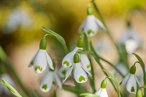 COLESBOURNE_PARK_GLOUCESTERSHIRE_CLOSE_UP_PLANT_PORTRAIT_OF_THE_WHITE_AND_GREEN_FLOWERS_OF_A_SNOWDRO