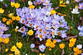 COLESBOURNE PARK, GLOUCESTERSHIRE: YELLOW AND LILAC FLOWERED CROCUSES GROWING ON THE LAWN. BULBS, EARLY SPRING, LATE WINTER, FEBRUARY. FLOWER, BLOOM, BLOOMING