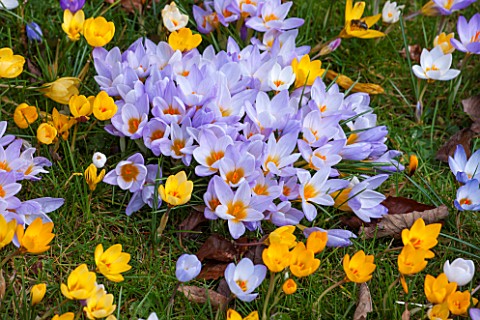 COLESBOURNE_PARK_GLOUCESTERSHIRE_YELLOW_AND_LILAC_FLOWERED_CROCUSES_GROWING_ON_THE_LAWN_BULBS_EARLY_