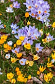 COLESBOURNE PARK, GLOUCESTERSHIRE: YELLOW AND LILAC FLOWERED CROCUSES GROWING ON THE LAWN. BULBS, EARLY SPRING, LATE WINTER, FEBRUARY. FLOWER, BLOOM, BLOOMING