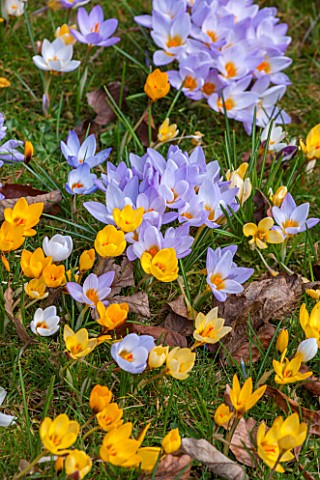 COLESBOURNE_PARK_GLOUCESTERSHIRE_YELLOW_AND_LILAC_FLOWERED_CROCUSES_GROWING_ON_THE_LAWN_BULBS_EARLY_