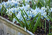 ABLINGTON MANOR, GLOUCESTERSHIRE: LEAD CONTAINER WITH IRIS RETICULATA KATHERINE HODGKIN. BLUE, FLOWERS, FLOWER, LATE WINTER, EARLY SPRING, FEBRUARY, BULB