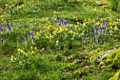 ABLINGTON MANOR, GLOUCESTERSHIRE: ACONITES AND CROCUS TOMASINIANUS IN MOSS. EARLY SPRING, LATE WINTER, FEBRUARY, BULBS, FLOWERS, YELLOW, PURPLE