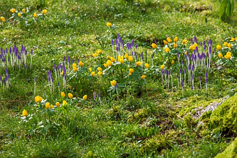 ABLINGTON_MANOR_GLOUCESTERSHIRE_ACONITES_AND_CROCUS_TOMASINIANUS_IN_MOSS_EARLY_SPRING_LATE_WINTER_FE