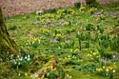 ABLINGTON MANOR, GLOUCESTERSHIRE: ACONITES AND CROCUS TOMASINIANUS IN MOSS. EARLY SPRING, LATE WINTER, FEBRUARY, BULBS, FLOWERS, YELLOW, PURPLE