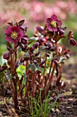 ABLINGTON MANOR, GLOUCESTERSHIRE: CLOSE UP PLANT PORTRAIT OF THE DARK RED , PINK FLOWERS OF HELLEBORE - HELLEBORUS ANNAS RED, PERENNIALS, FEBRUARY, EARLY SPRING, LATE WINTER