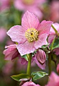 ABLINGTON MANOR, GLOUCESTERSHIRE: CLOSE UP PLANT PORTRAIT OF THE PINK FLOWERS OF HELLEBORE - HELLEBORUS WARBURTON ROSEMARY, PERENNIALS, FEBRUARY, EARLY SPRING, LATE WINTER