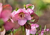 ABLINGTON MANOR, GLOUCESTERSHIRE: CLOSE UP PLANT PORTRAIT OF THE DEEP PINK FLOWERS OF HELLEBORE - HELLEBORUS ORIENTALIS MADAME LEMONNIER. PERENNIALS, FEBRUARY, EARLY SPRING