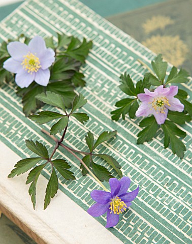 AVONDALE_NURSERIES_COVENTRY_OLD_BOOK_WITH__ANEMONE_NEMEROSA_TILO_LISMORE_BLUE_AND_BLUE_BEAUTY_WINDFL