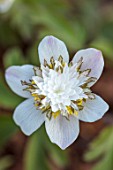 AVONDALE NURSERIES, COVENTRY: CLOSE UP PLANT PORTRAIT OF THE YELLOW, GREY AND WHITE FLOWER OF ANEMONE NEMEROSA SALT & PEPPER. WOOD ANEMONE, PERENNIAL, WINDFLOWER, SPRING
