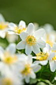 AVONDALE NURSERIES, COVENTRY: CLOSE UP PLANT PORTRAIT OF THE WHITE AND YELLOW FLOWER OF WILD ANEMONE NEMEROSA. WOOD ANEMONE, PERENNIAL, WINDFLOWER, SPRING