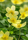 AVONDALE NURSERIES, COVENTRY: CLOSE UP PLANT PORTRAIT OF THE YELLOW FLOWERS OF ANEMONE X LIPSIENSIS VINDOBONENSIS. WOOD ANEMONE, PERENNIAL, WINDFLOWER, SPRING