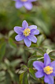 AVONDALE NURSERIES, COVENTRY: CLOSE UP PLANT PORTRAIT OF THE BLUE, PURPLE FLOWER OF ANEMONE NEMEROSA LISMORE BLUE. WOOD ANEMONE, PERENNIAL, WINDFLOWER, SPRING