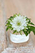 AVONDALE NURSERIES, COVENTRY: CLOSE UP PLANT PORTRAIT OF WHITE AND GREEN FLOWER OF ANEMONE NEMEROSA PLOEGER DE BILT IN A GLASS CONTAINER. WOOD ANEMONE, PERENNIAL, WINDFLOWER