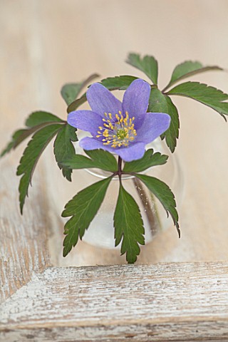 AVONDALE_NURSERIES_COVENTRY_CLOSE_UP_PLANT_PORTRAIT_OF_BLUE_FLOWER_OF_ANEMONE_NEMEROSA_DEE_DAY_IN_A_