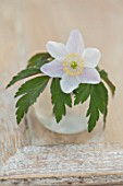 AVONDALE NURSERIES, COVENTRY: CLOSE UP PLANT PORTRAIT OF WHITE AND PINK FLOWER OF ANEMONE NEMEROSA LIONEL BACON IN A GLASS CONTAINER. WOOD ANEMONE, PERENNIAL, WINDFLOWER