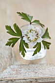 AVONDALE NURSERIES, COVENTRY: CLOSE UP PLANT PORTRAIT OF WHITE, YELLOW AND GREY FLOWER OF ANEMONE NEMEROSA SALT & PEPPER. GLASS CONTAINER. WOOD ANEMONE, PERENNIAL, WINDFLOWER