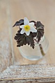 AVONDALE NURSERIES, COVENTRY: CLOSE UP PLANT PORTRAIT OF WHITE AND YELLOW FLOWER OF ANEMONE NEMEROSA DARK LEAF IN A GLASS CONTAINER. WOOD ANEMONE, PERENNIAL, WINDFLOWER