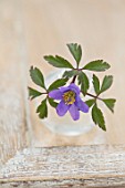 AVONDALE NURSERIES, COVENTRY: CLOSE UP PLANT PORTRAIT OF BLUE, PURPLE FLOWER OF ANEMONE NEMEROSA CELESTIAL IN A GLASS CONTAINER. WOOD ANEMONE, PERENNIAL, WINDFLOWER