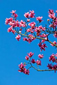 RHS GARDEN, WISLEY, SURREY: CLOSE UP PLANT PORTRAIT OF THE PINK FLOWERS OF MAGNOLIA PETER DUMMER . TREE, SPRING, BLOSSOM, FLOWER, PETALS, DECIDOUS, SHRUBS, SKY, BLUE