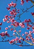 RHS GARDEN, WISLEY, SURREY: CLOSE UP PLANT PORTRAIT OF THE PINK FLOWERS OF MAGNOLIA PETER DUMMER . TREE, SPRING, BLOSSOM, FLOWER, PETALS, DECIDOUS, SHRUBS, SKY, BLUE