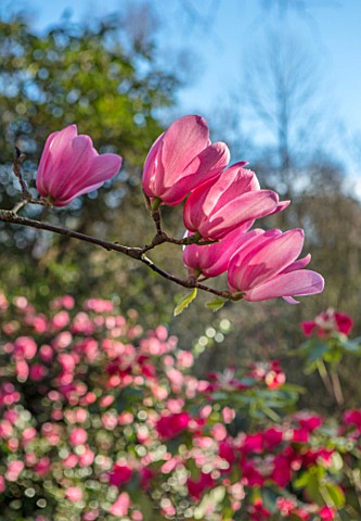 RHS_GARDEN_WISLEY_SURREY_CLOSE_UP_PLANT_PORTRAIT_OF_THE_PINK_FLOWERS_OF_MAGNOLIA_PETER_DUMMER__TREE_