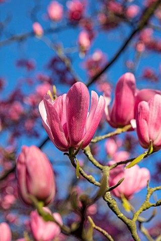 RHS_GARDEN_WISLEY_SURREY_CLOSE_UP_PLANT_PORTRAIT_OF_THE_PINK_FLOWERS_OF_MAGNOLIA_PETER_DUMMER__TREE_
