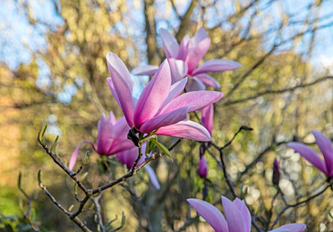 RHS_GARDEN_WISLEY_SURREY_CLOSE_UP_PLANT_PORTRAIT_OF_THE_PINK_FLOWERS_OF_MAGNOLIA_TREVE_HOLMAN__TREE_