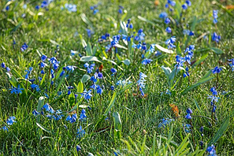 MORTON_HALL_WORCESTERSHIRE_SPRING_BLUE_FLOWERS_OF_SCILLA_SIBERICA_IN_GRASS_MEADOW_FLOWER_LAWN_BULB_S