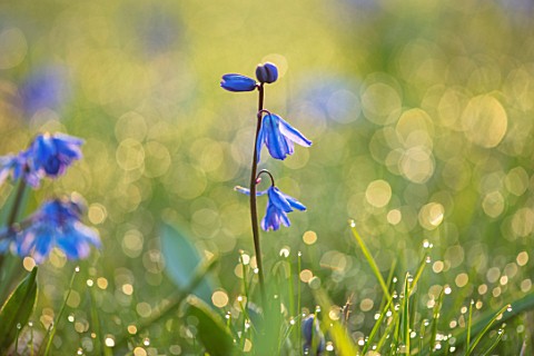 MORTON_HALL_WORCESTERSHIRE_SPRING_BLUE_FLOWERS_OF_SCILLA_SIBERICA_IN_GRASS_MEADOW_FLOWER_LAWN_BULB_S